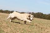 GOLDEN RETRIEVER 133